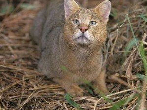 Создать мем: wild cat, чаузи, дикие кошки