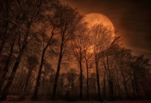 Create meme: full moon, forest, the sun at night
