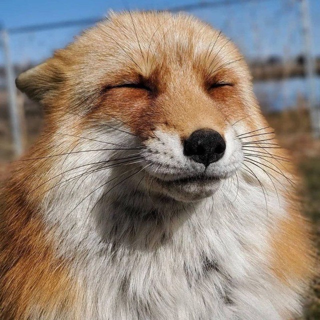 Create meme: Fox , the fox is cunning, The fox is happy