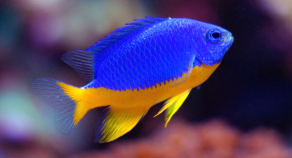 Создать мем: рыбка синяя, сине желтая рыба, хризиптера желтобрюхая