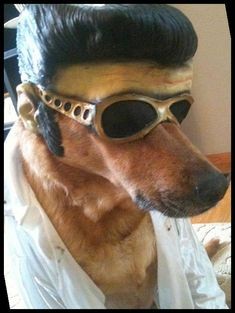 Create meme: cool animals, dog in sunglasses, elvis presley's dog