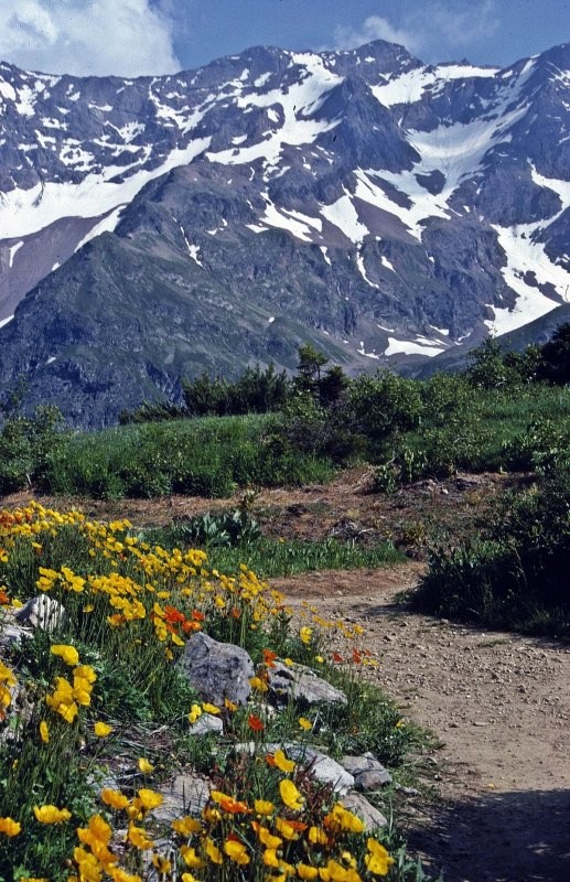 Create meme: bazarduzu, peak of the mountain, altai flowers belukha mountain