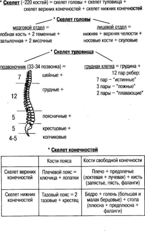 Создать мем: позвоночник отделы строение, отделы позвоночника человека, отделы позвоночника человека схема