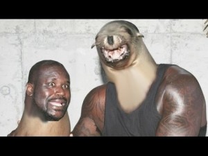 Create meme: Boyd Renner seal, face swap, big shaq funny face