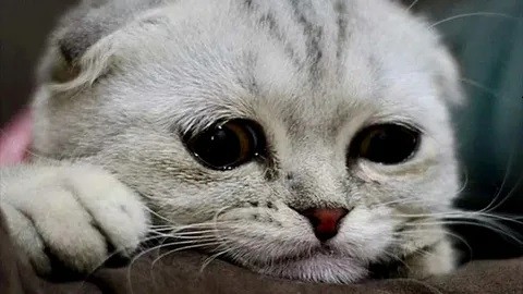 Create meme: a very sad kitty, a kitten with sad eyes, sad cat 