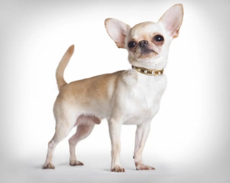 Create meme: smooth - haired chihuahua, Chihuahua , Chihuahua dog