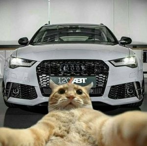 Create meme: johnny catsvill , audi rs 6 abt, cat selfie with bmw