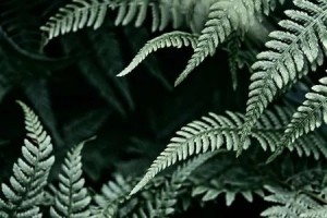 Create meme: plants, fern