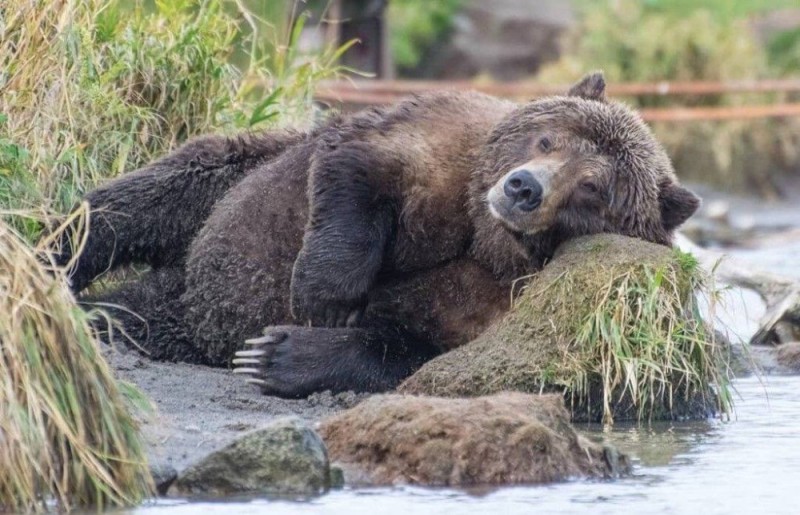 Create meme: brown bear, big bear, grizzly bear 