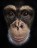 Create meme: monkey, portrait of a monkey
