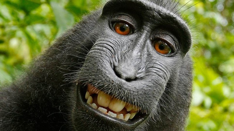 Create meme: funny monkey , selfie monkey , robert macaque