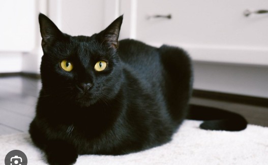 Создать мем: тайский кот черный, черный кот, чёрная кошка