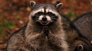 Create meme: sly raccoon, insidious raccoon, evil raccoon