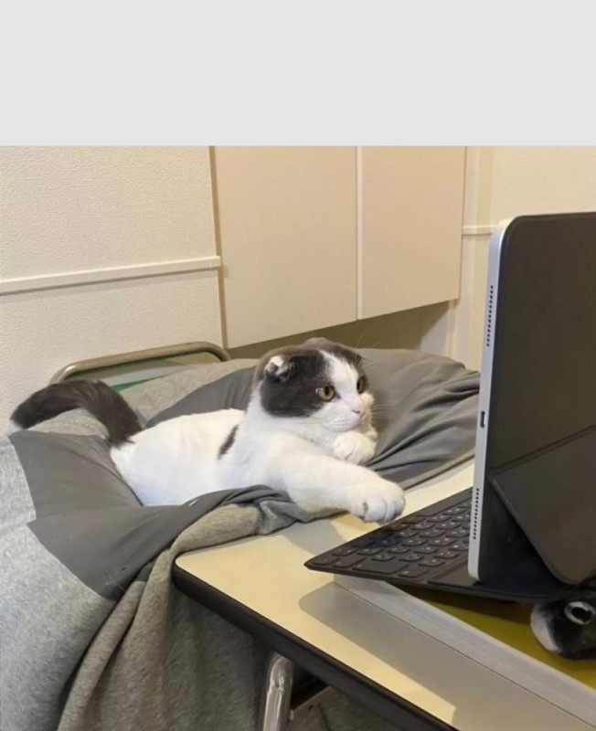 Create meme: cat at the computer, the cat at the computer, cat programmer