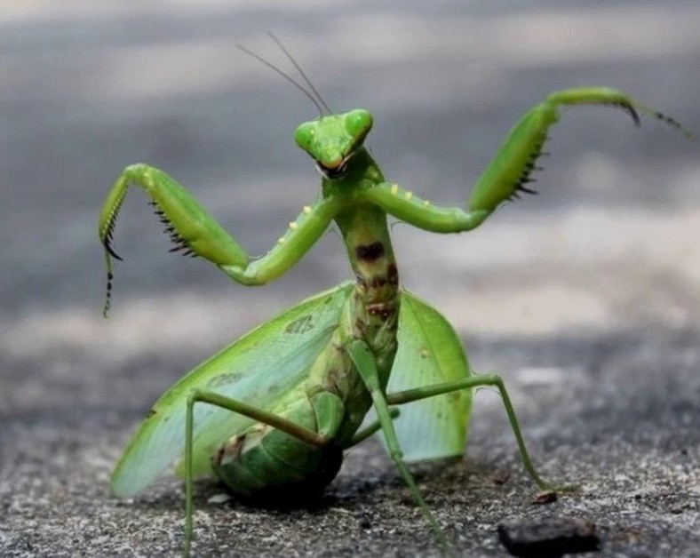 Create meme: common mantis, mantis , the mantis is an ordinary large one