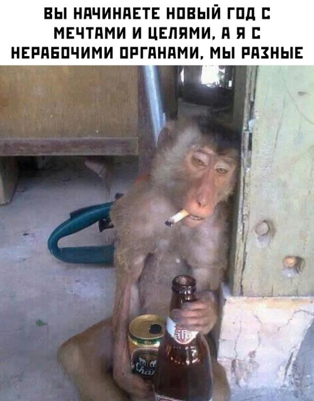 Создать мем: обезьяна с бутылкой, обезьяна с бутылкой водки, пьяная обезьяна