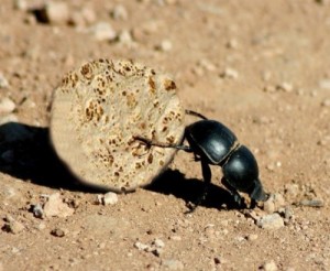 Create meme: dung, insects, beetle