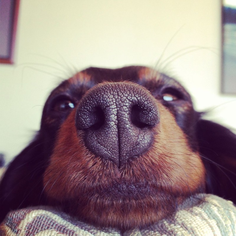 Create meme: dog Dachshund, dog funny, cute dogs 