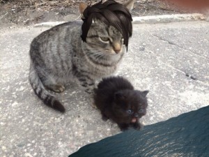Создать мем: кошки, кот вася черный пушистый, кошка несет котенка