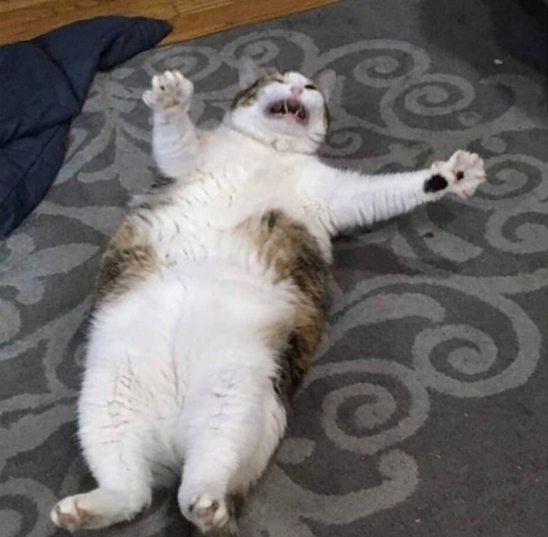 Create meme: fat cat , cat meme , funny cats 