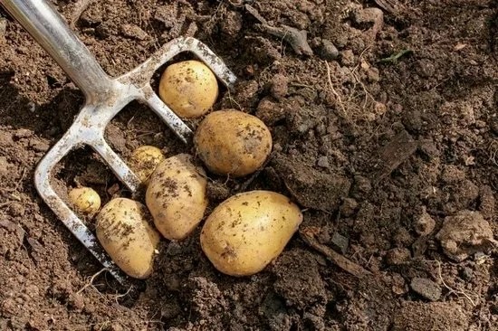 Create meme: big potatoes, potatoes , potato cultivar gala