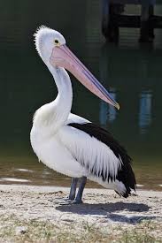 Create meme: Australian Pelican, Pelican, Australian Pelican photo