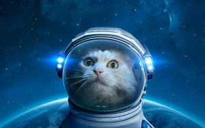 Создать мем: кошка в космосе, кот в космосе, котики в космосе