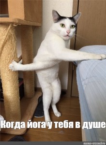 Создать мем &amp;quot;кот фотожаба, кошки, смешные коты&amp;quot; - Картинки -  Meme-arsenal.com