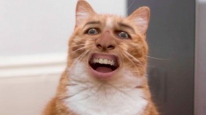 Создать мем: смешные фотки тест на писиху, смешной фотошоп, угарные коты
