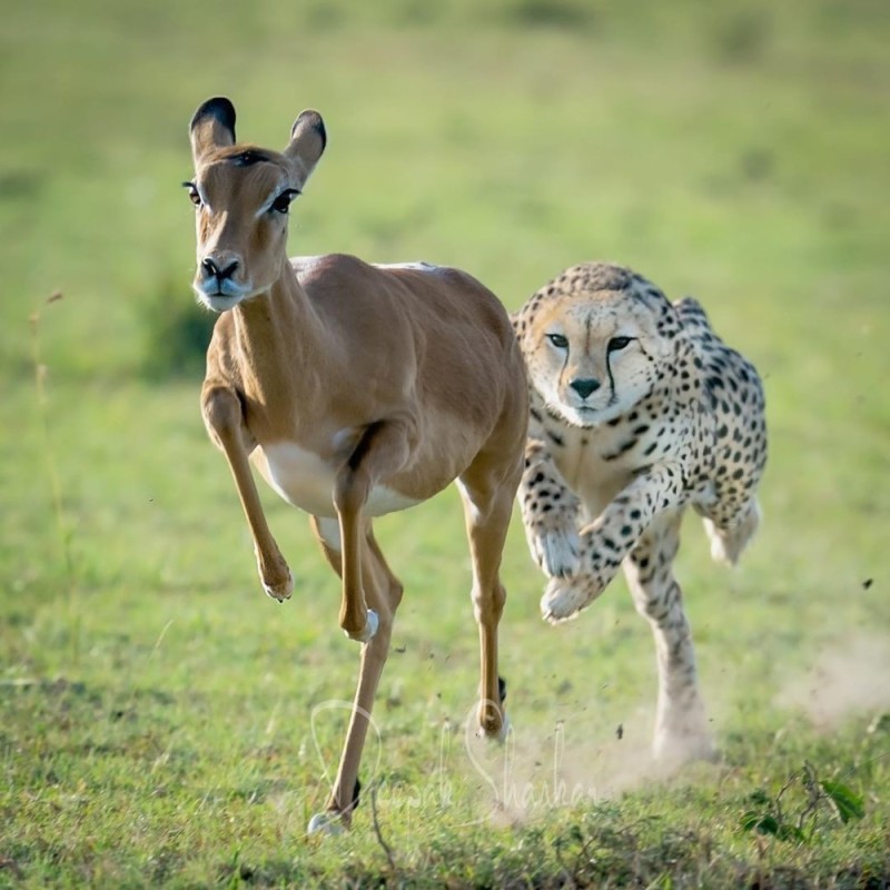 Create meme: fast animals, cheetah animal, animals 