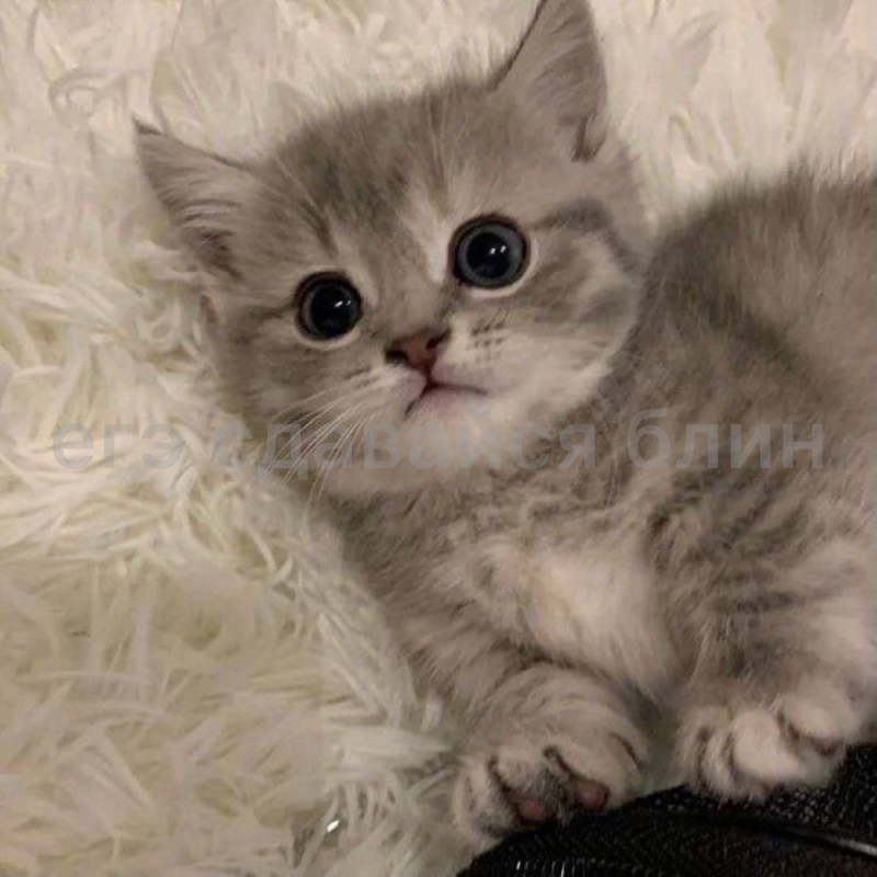 Create meme: kittens , scottish straight kittens, British shorthair cat