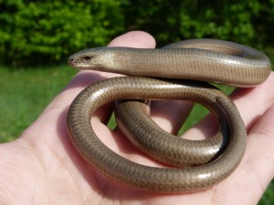 Create meme: slow worm (anguis fragilis), slow worm brittle, picture of slow worm brittle