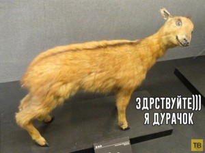 Create meme: Taxidermist, cat, a stuffed Fox