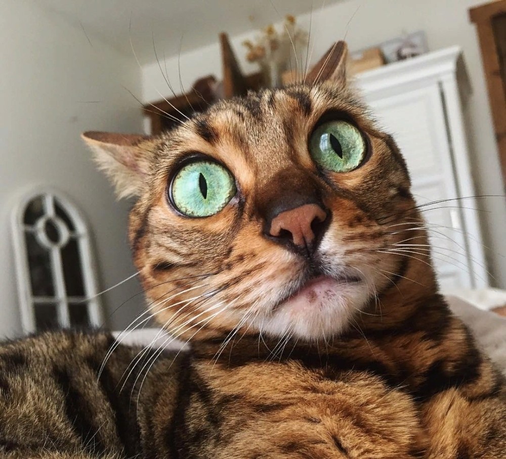 Создать мем: кот с выпученными глазами, кот, кошка с выпученными глазами