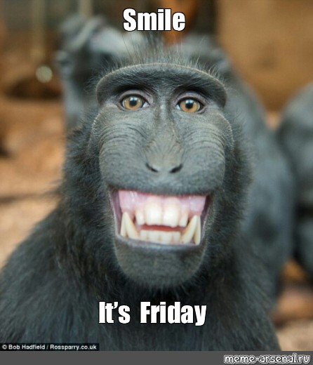 Its Friday Monkey Meme - Meadow Dixon