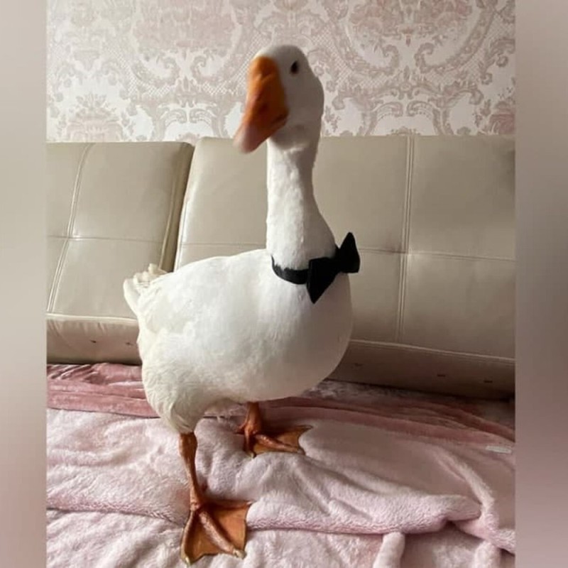 Create meme: Mr. goose, A goose is just a goose, goose duck