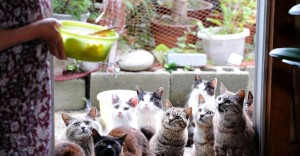 Create meme: many cats in the apartment, cat island in Japan, cat island in Japan