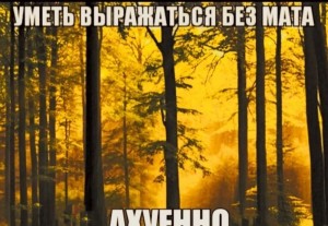 Create meme: morning in the forest, forest nature, nature