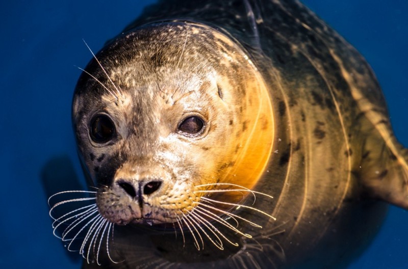 Create meme: seal seal seal, seal fish, larga Far Eastern seal