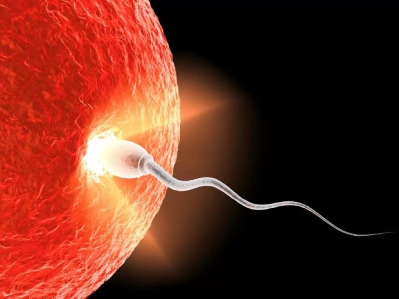 Создать мем: зачатие, сперматозоид