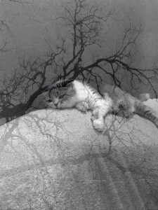 Создать мем: кот, дохлый кот на дереве, кот безысходность