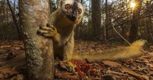 Create meme: the fauna of Madagascar, avahi lemur, lemur