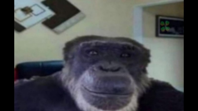 Создать мем: мем ладно обезьяна, мартышка мем взгляд, обезьяна улыбается мем