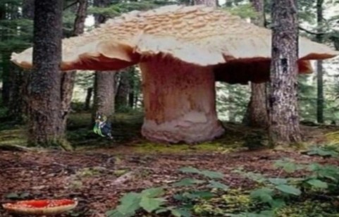 Создать мем: гигантский гриб боровик, большой гриб, грибы