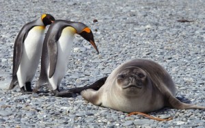Создать мем: ластоногие птицы фото, пингвины антарктиды, птицы антарктиды