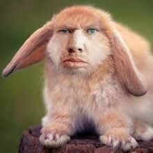 Create meme: valakas Krol, rabbit lop-eared, valakas Krol rabbit