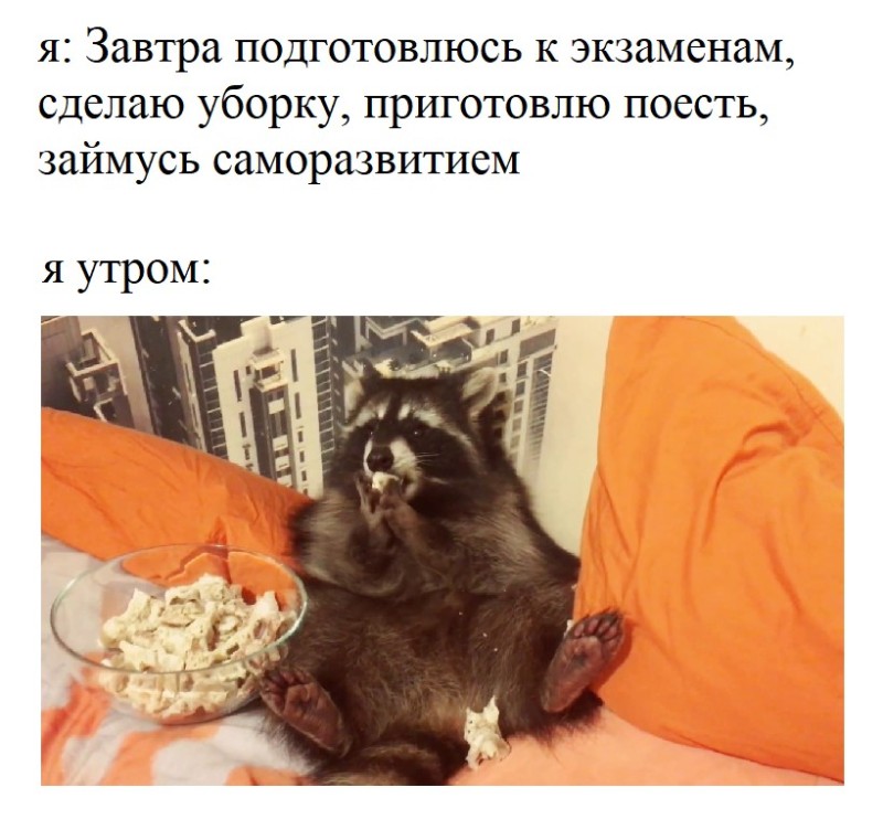 Create meme: raccoon , The raccoon ate too much, enotik 