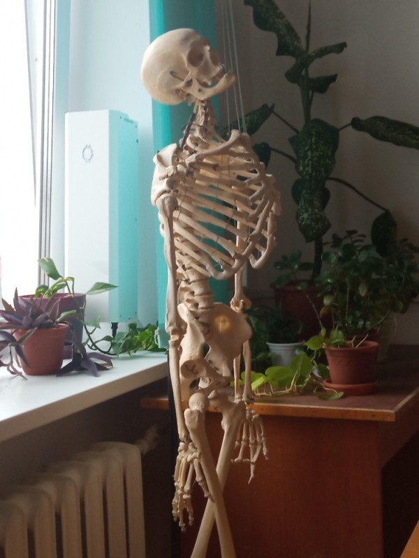 Create meme: people , skeleton model, human skeleton 