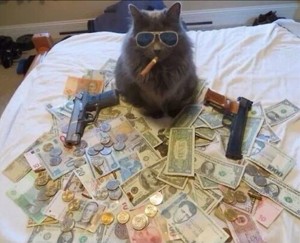 Создать мем: кошка, коты, коты с деньгами