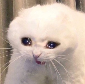 Create meme: cat crying meme, crying cat, crying white cat meme